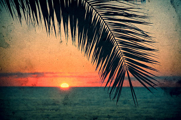Old postcard, palm tree during sunset stock photo