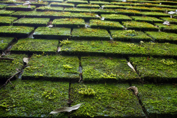 Old Roof Tiles Covered In Green Moss Old Roof Tiles Covered In Green Moss algae stock pictures, royalty-free photos & images