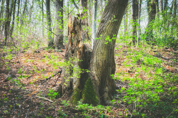 Photo of Old rotten tree in the fairy tale forest.