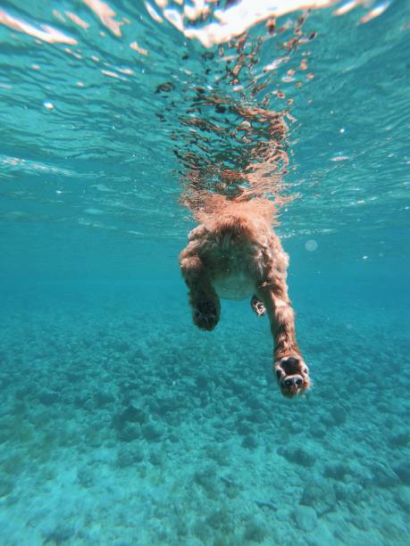 Old senior dog cocker spaniel swimming in Mediterranean sea Old dog cocker spaniel golden cocker retriever puppies stock pictures, royalty-free photos & images