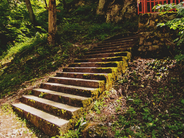 Old stone steps overgrown with green moss stock photo