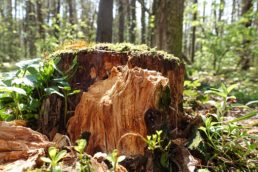Old stump covered with moss, collapsing from time to time in the forest