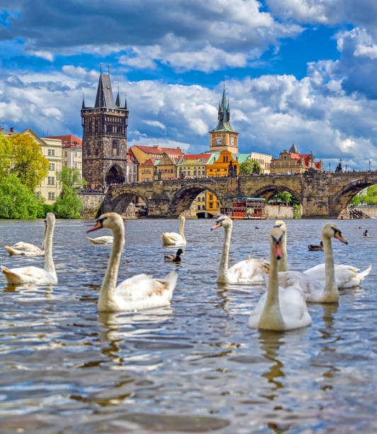 Old Town Prague and the Charles Bridge in Prague, Czech Republic A view of Old Town Prague and the Charles Bridge across the Vltava River filled with swans in Prague, Czech Republic. vltava river stock pictures, royalty-free photos & images