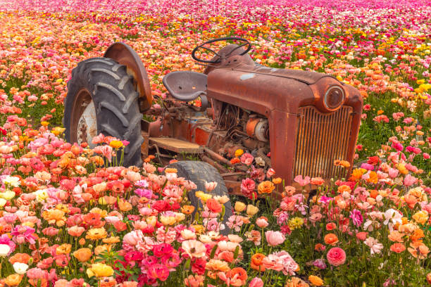 Old tractor in wildflowers stock photo
