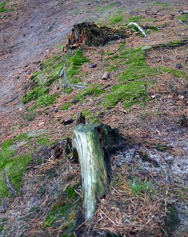 Old tree stump covered in moss