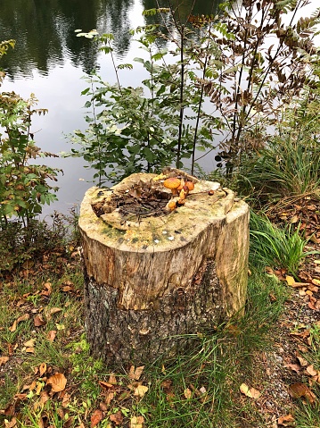 Old tree stump near the small lake in the middle of forest on autumn day in Finland