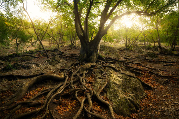 viejo árbol con grandes raíces en el bosque soleado - arbol de la vida fotografías e imágenes de stock