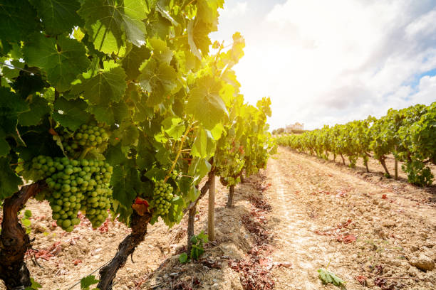 old vineyards with red wine grapes in the alentejo wine region near evora, portugal europe - alentejo imagens e fotografias de stock
