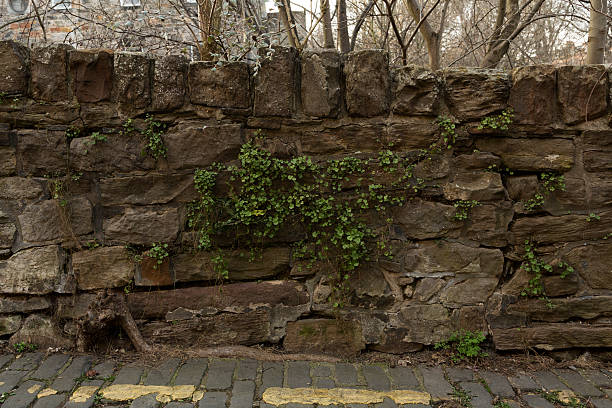 Old wall with ivy growing out of it stock photo