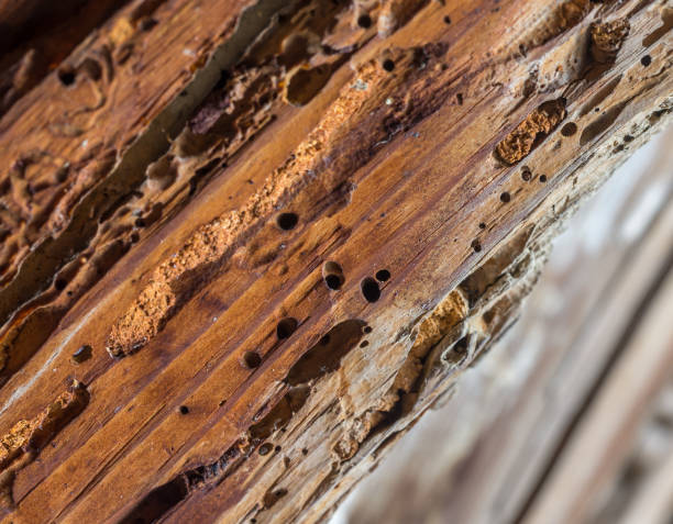 Old wooden beam affected by woodworm. Wood-eating larvae species beetle Old wooden beam affected by woodworm. Wood-eating larvae of species of beetle termite damage stock pictures, royalty-free photos & images