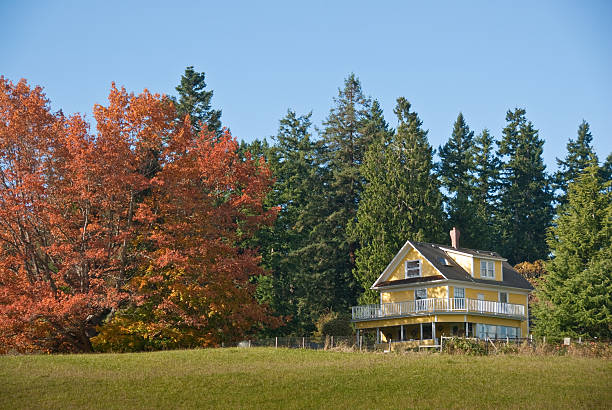 Old Yellow Farmhouse in the Fall The Big Leaf Maple (Acer Macrophyllum) is a deciduous tree that commonly forms the green understory in the mixed conifer forests of the Pacific Northwest. During the spring and summer, the maples use sunlight and chlorophyll to create food necessary for the tree’s growth. In late summer and early fall, the big leaf maple produces seeds which are a source of food for many animals. Later in the fall, as the days get shorter and colder, the naturally green chlorophyll in the leaves breaks down and they stop producing food. Other pigments are now visible, causing the leaves to take on beautiful orange and yellow colors. These colors can vary from year to year depending on weather conditions. For instance, when autumn is warm and rainy, the leaves are less colorful. This scene of a yellow farm house and colorful big leaf maple was photographed in Edgewood, Washington State, USA. jeff goulden washington state stock pictures, royalty-free photos & images