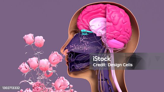 istock Olfactory system, sensory system used for smelling, olfaction  senses. Components of the olfactory system. 1302713332