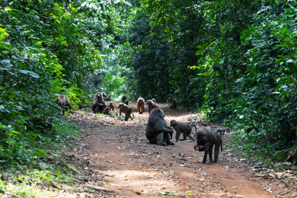 Olive Baboons in forest stock photo