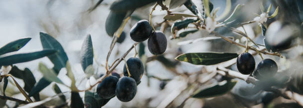 olive branch stock photo