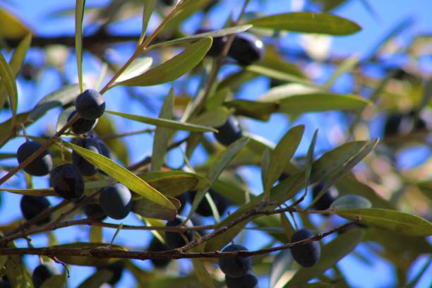 Olive picking in the kabylie region Ripe black olives growing on an olive tree in a region of Kabylia kabylie stock pictures, royalty-free photos & images