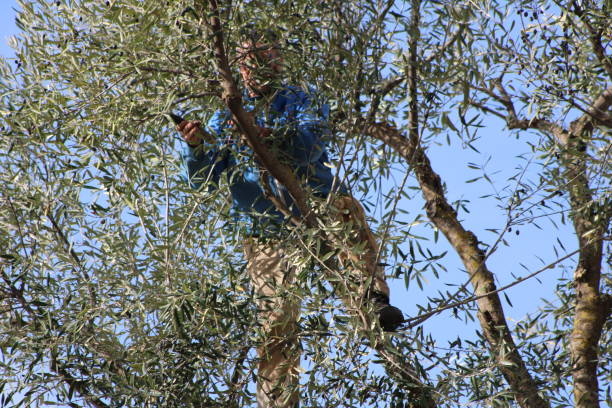 cueillette des olives en kabylie (algérie) - kabylie photos et images de collection