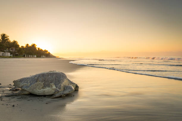 Olive ridley sea turtle returning to the ocean stock photo