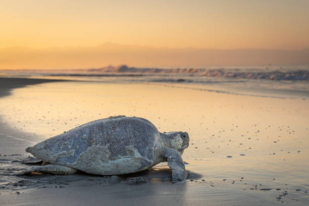 Olive ridley sea turtle returning to the ocean stock photo