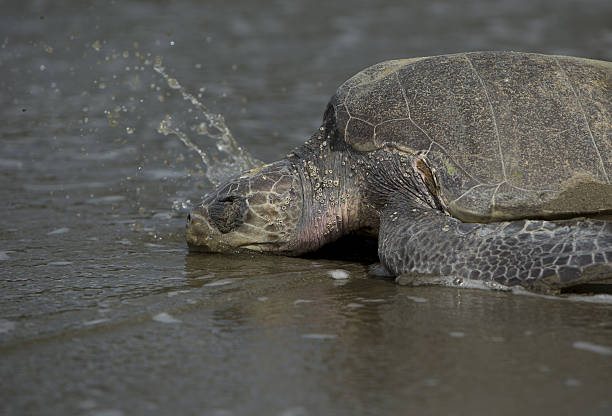 Olive Ridley Turtle, Nicaragua La Flor Beach stock photo