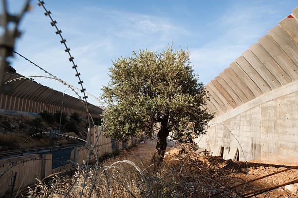 Olive Tree and Israeli Separation Wall stock photo