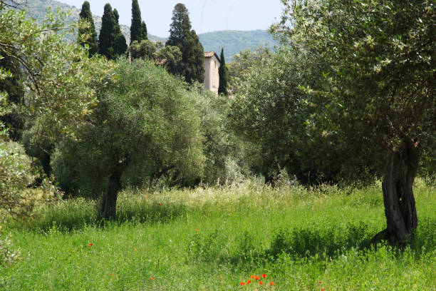 Olive trees in Italy stock photo