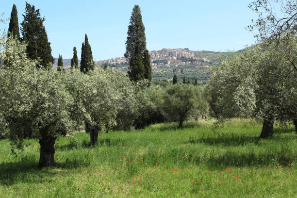 Olive trees in Italy stock photo
