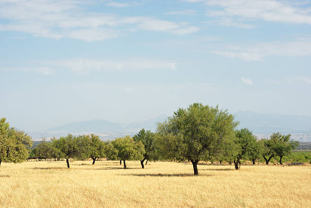 Olive Trees in Southern Spain