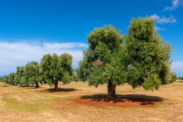 Olive trees in the countryside near the medieval white village of Ostuni, province of Brindisi, Apulia, Italy. stock photo