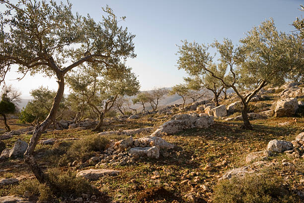 olive trees on rocky hillside in the west bank - israël stockfoto's en -beelden