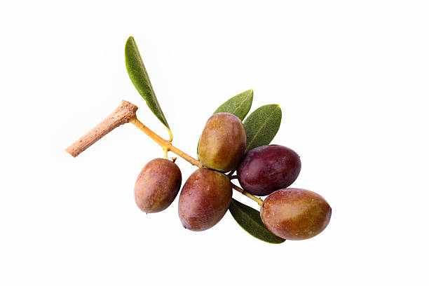 Olives on white "A twig with black olives and green leaves, on white background.Other images in:" olive fruit stock pictures, royalty-free photos & images