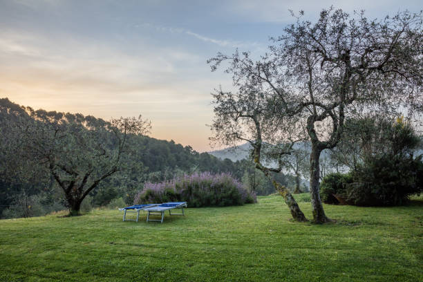 Olives trees on hill in Toscany in the sunset stock photo