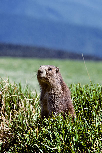 Olympic Marmot The Olympic Marmot (Marmota olympus) is a large member of the squirrel family that lives only on the Olympic Penninsula of Washington State. This marmot is standing and looking out from its burrow on Hurricane Ridge in Olympic National Park, Washington State, USA. jeff goulden wildlife stock pictures, royalty-free photos & images