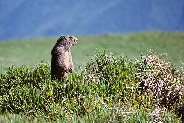 Olympic Marmot The Olympic Marmot (Marmota olympus) is a large member of the squirrel family that lives only on the Olympic Penninsula of Washington State. This marmot is standing and looking out from its burrow on Hurricane Ridge in Olympic National Park, Washington State, USA. jeff goulden marmot stock pictures, royalty-free photos & images