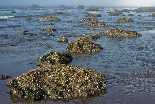 Tide Pool and Rocks on the Pacific Coast Olympic National Park is undoubtedly the most diverse national park in the United States. Because of this diversity and its incredible beauty, the United Nations designated Olympic National Park as a UNESCO World Heritage Site in 1981. In addition to the Olympic high country, the park also protects over 70 miles of Pacific Ocean wilderness coastline, making it the longest undeveloped coast in the lower 48 states. Over 90% of Olympic National Park is designated as wilderness. You can access the outer edges of the park by road but the heart of the Olympics along with its coastline is primitive wilderness. This scene of ocean, rocks and tide pools was photographed at Sand Point in Olympic National Park, Washington State, USA. jeff goulden seascape stock pictures, royalty-free photos & images