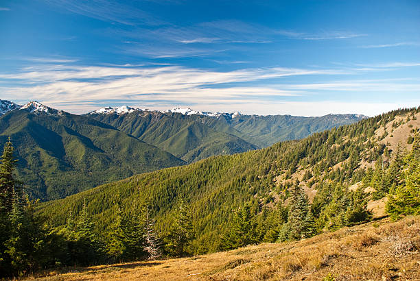 Olympic Range from Hurricane Hill Olympic National Park, located in the north-west corner of Washington State, is the most diverse national park in the USA. The central core of the park has high glaciated mountains and alpine meadows. Surrounding this central region are old growth and temperate rain forests. The park also protects over 70 miles of Pacific Coast wilderness. This view of the Olympic Range interior was photographed from Hurricane Ridge near Port Angeles, Washington State, USA. jeff goulden olympic national park stock pictures, royalty-free photos & images