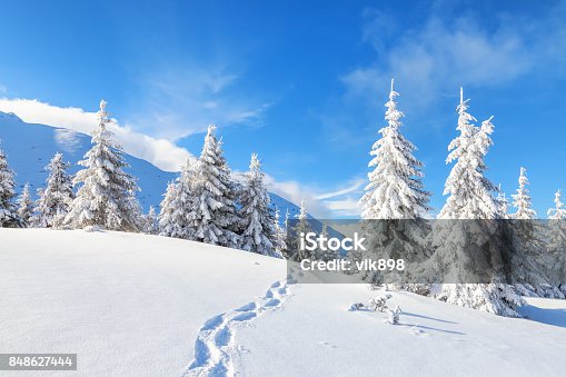 istock On a frosty beautiful day among high mountains and peaks are magical trees covered with white fluffy snow against the magical winter landscape. 848627444