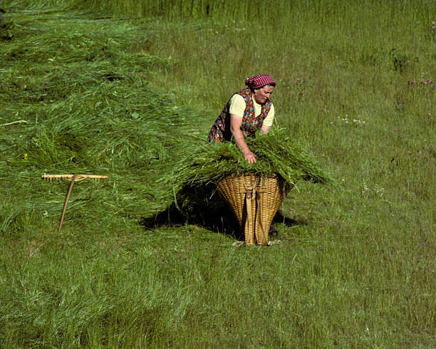 Swiss Woman Gathering Hay into a Wicker Basket Saas Fee, Valais Canton, Switzerland - July 20, 1978: On a sunny day a Swiss woman in a dress rakes hay and gathers it into a wicker basket. jeff goulden switzerland stock pictures, royalty-free photos & images