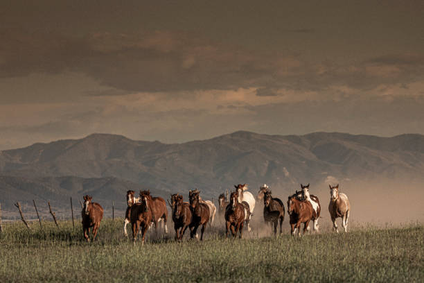 på en ranch i utah, en utsikt på en kvällskörning av hästarna, övervakad av en mogen man i bakgrunden. - horse working bildbanksfoton och bilder