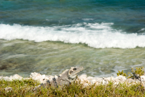 An iguana sitting on a branch.