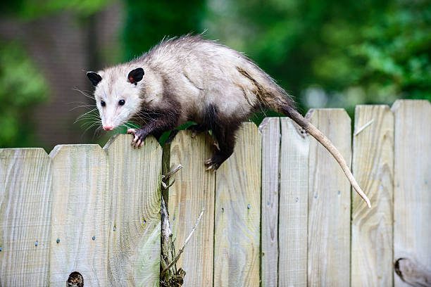 On the fence A possum balancing on the top of a wooden fence. opossum stock pictures, royalty-free photos & images