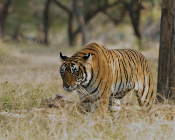 On the hunt. This picture displays the stance of the Royal Bengal Tiger moments before it went for an attack on a stray spotted deer. bengal tiger stock pictures, royalty-free photos & images