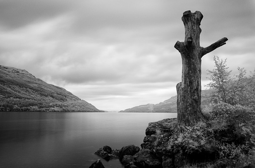 Black & white conversion of an infrared image, featuring a dead tree on the shores of Scotland's Loch Lomond.