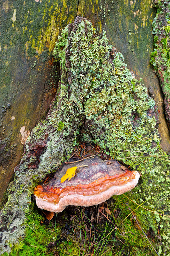 On the trunk of an old tree grows a mushroom with moss