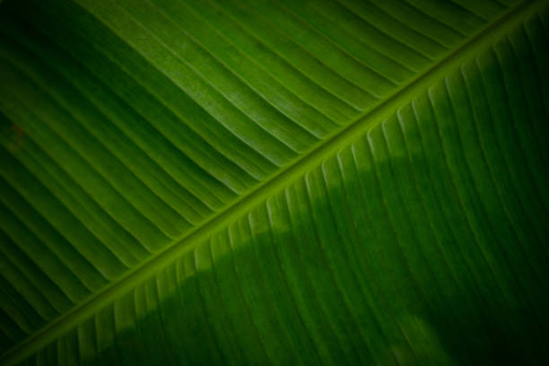 One banana leaf frontally macro stock photo