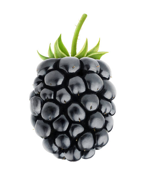 One blackberry isolated on white stock photo