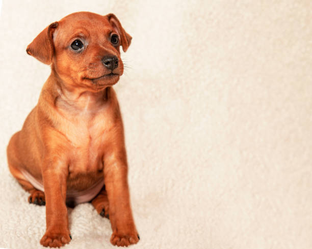 One brown puppy is sitting. A small fluffy dog. Mini pinscher. A pet. stock photo