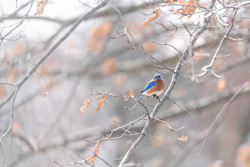 One colorful blue male bluebird bird perching far on oak tree during winter spring autumn in Virginia with vibrant color