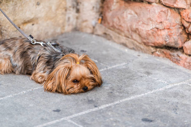 One cute adorable sad dog face tired animal lying down with leash small pedigree dog in Italy street One cute adorable sad dog face tired animal lying down with leash small pedigree dog in Italy street yorkie haircuts stock pictures, royalty-free photos & images