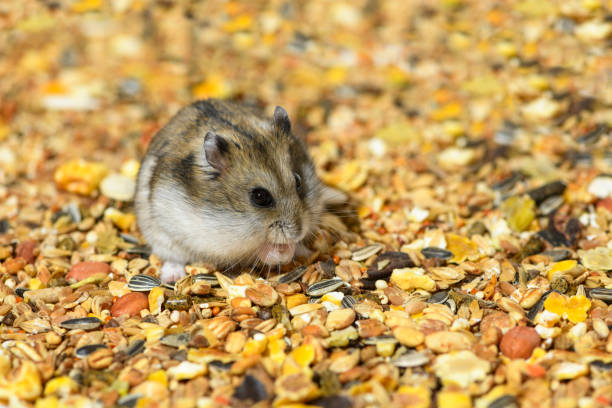 Photo of One Djungarian dwarf hamster is sitting on its hind legs and eating the dry food.