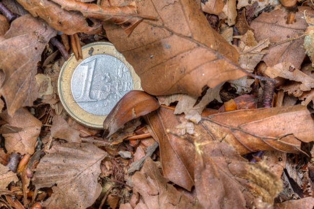 One euro coin lies in withered leaves. stock photo